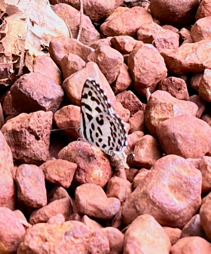 Common Pierrot