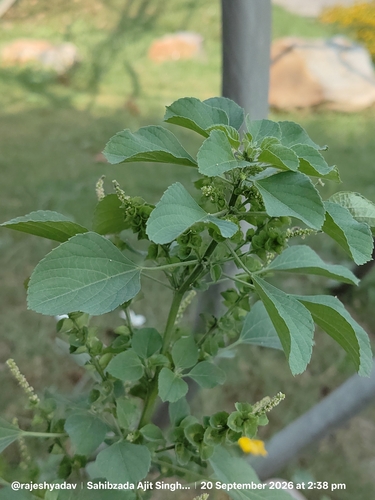 Indian Acalypha