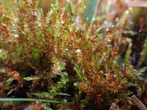 Sarmentypnum sarmentosum observed 2026-08-27
