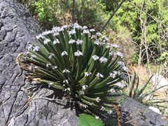 Agave albopilosa