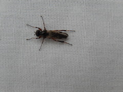 Bibio xanthopus