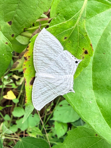 Grey Swallowtail Moth