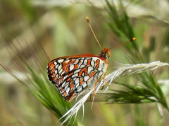 Euphydryas chalcedona corralensis