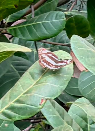 Common Sailer