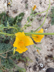 Glaucium flavum, photograph (c) otomops, some rights reserved (CC BY)