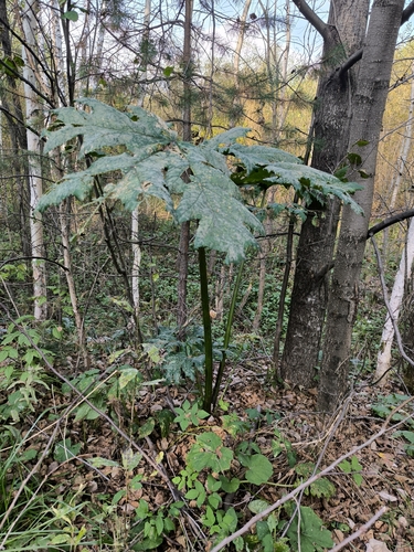 Heracleum sosnowskyi, photograph 4