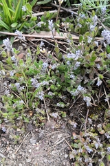 Myosotis stricta