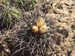 Thelocactus rinconensis