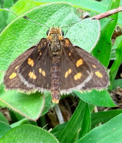Tamil Grass Dart