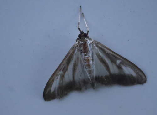 Box Tree Moth