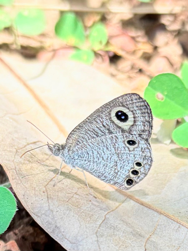 Common Four-ring