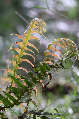 hammock fern