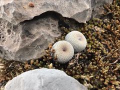 Epithelantha ilariae