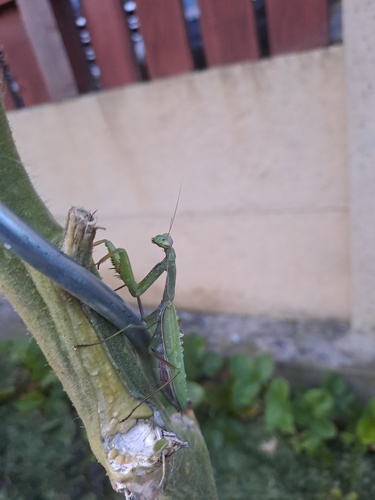 European Mantis