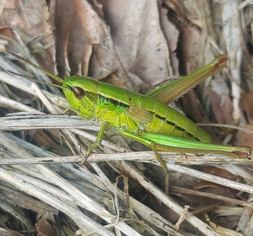 Small Gold Grasshopper