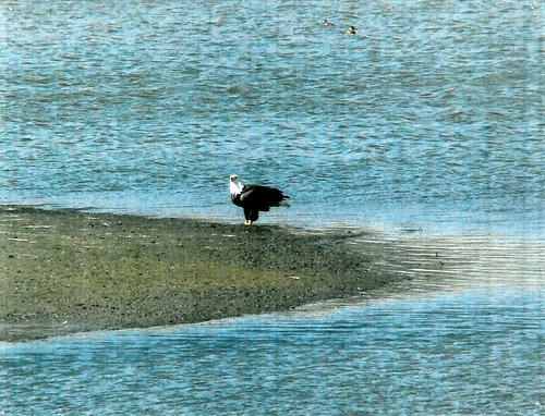 Bald Eagle photographed in Arizona