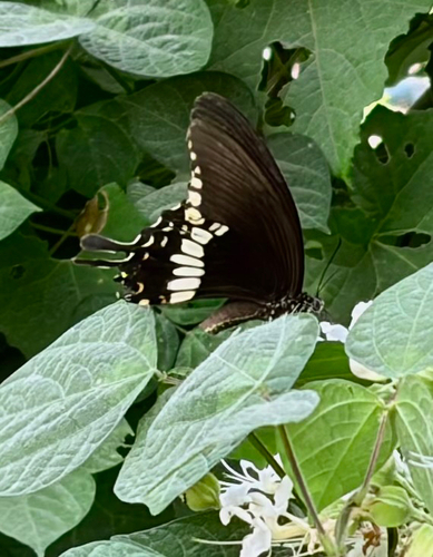 Common Mormon Swallowtail