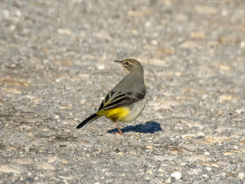 Grey Wagtail