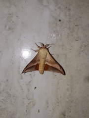Gonogramma lemoulti
