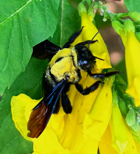 Yellow-headed Carpenter