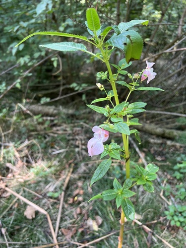 Himalayan balsam