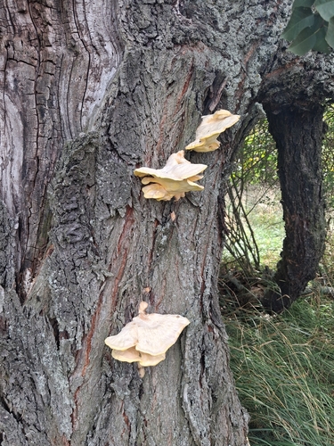chicken of the woods