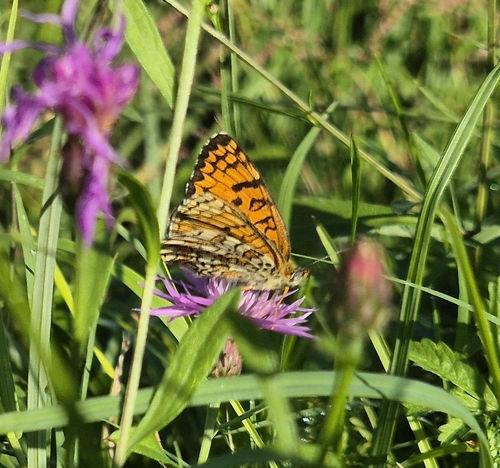 Knapweed Fritillary