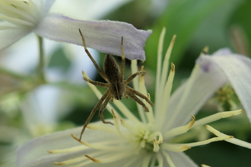European Nursery Web spider