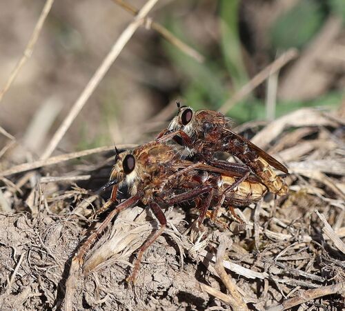 Hornet Robber Fly