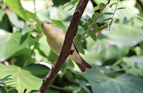 Willow Warbler