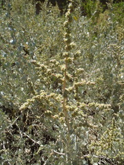 Atriplex vestita