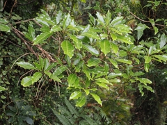 Raukaua edgerleyi