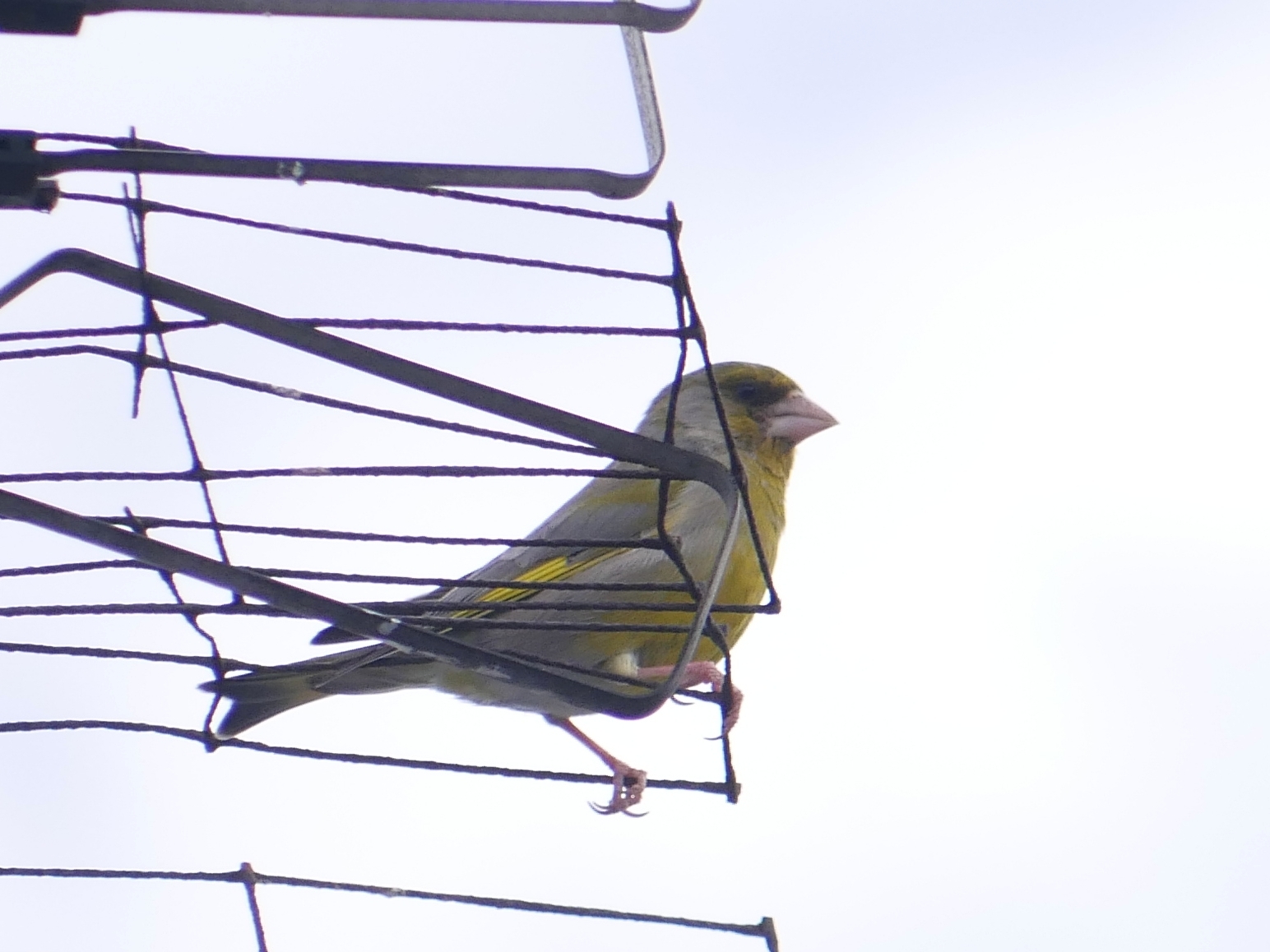 European Greenfinch