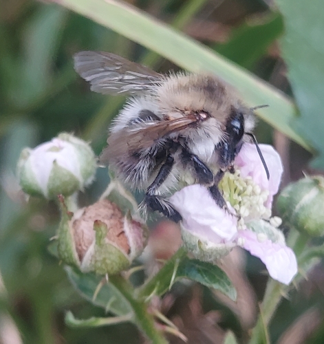 Common Carder Bumble Bee
