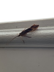 Nemotaulius hostilis