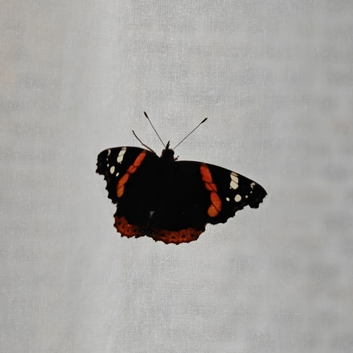 Red Admiral