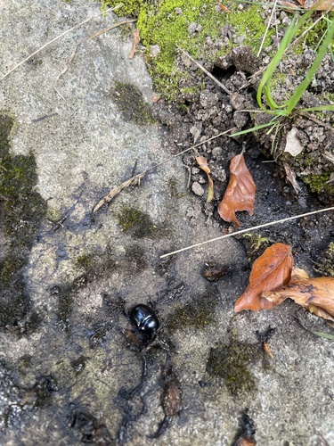 Woodland Dor Beetle