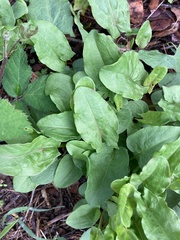 Rumex acetosa