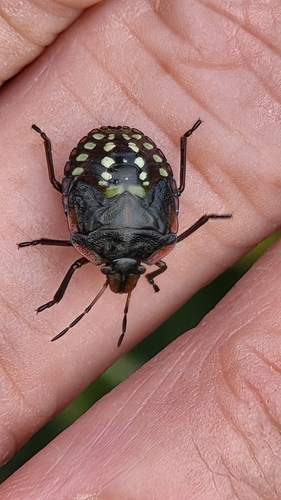 Southern Green Stink Bug