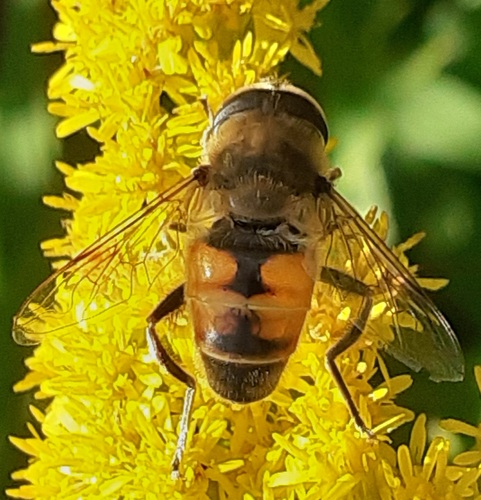Common Drone Fly