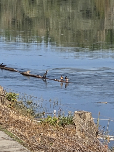Great Cormorant
