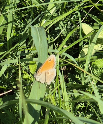 Small Heath