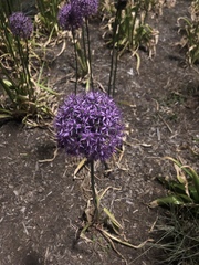 Allium aflatunense
