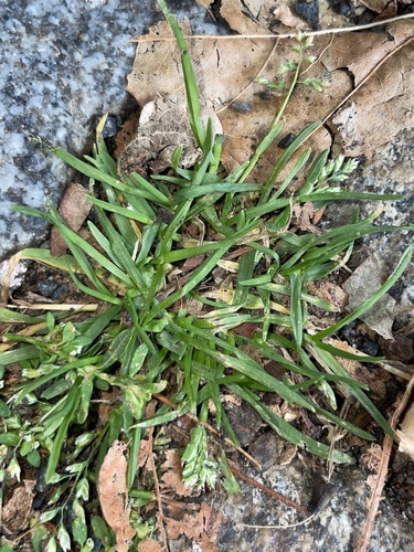 Annual Meadow-grass