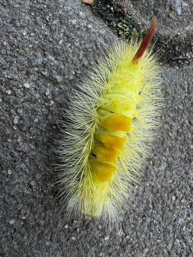 Pale Tussock Moth