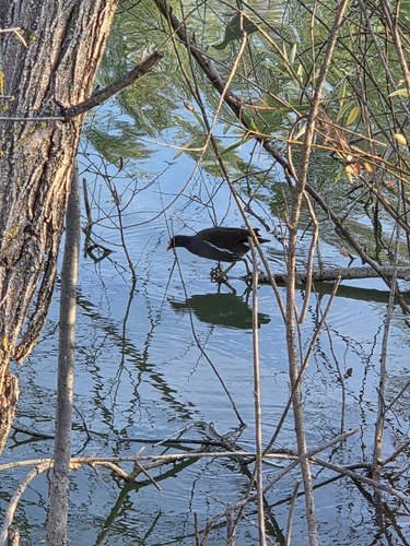 Eurasian Common Moorhen