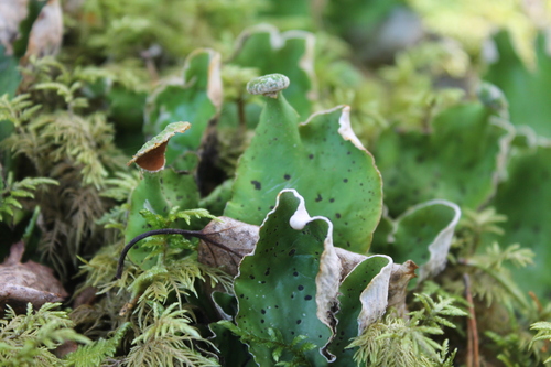 freckled pelt lichen