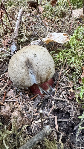 Bitter Beech Bolete