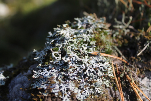 Hooded Tube Lichen