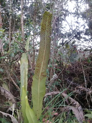 Niphidium albopunctatissimum